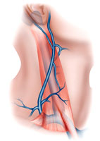Anatomy of the right external jugular vein